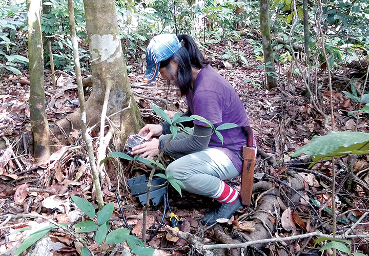 ボルネオ島のジャングルで調査のため器具を仕掛ける中林さん