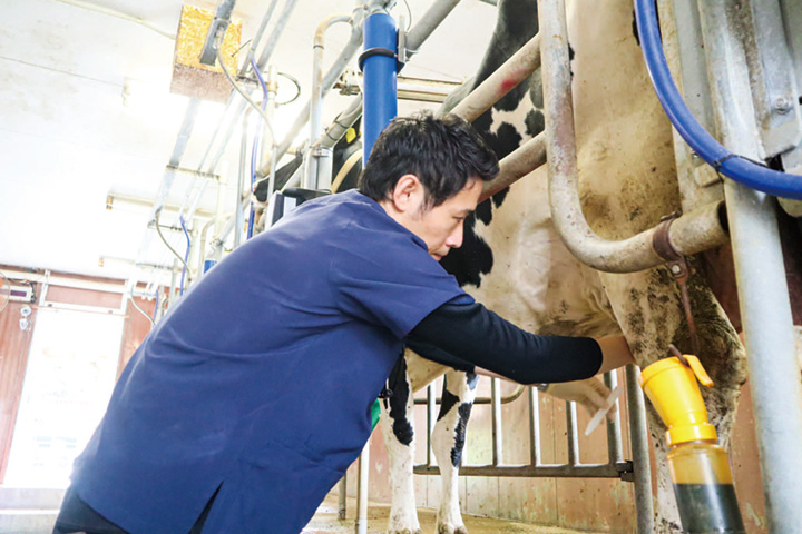 乳房炎のウシから乳をサンプリングしている様子